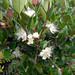 Amomyrtus luma - Photo 由 Eitel Carlos Thielemann Pinto 所上傳的 (c) Eitel Carlos Thielemann Pinto，保留部份權利CC BY-NC