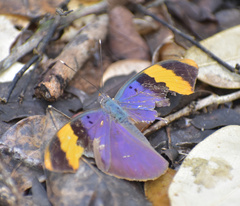 Euphaedra neophron littoralis