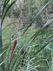 Typha linnaei