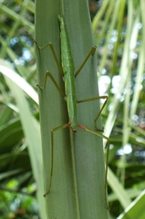 Acanthoxyla inermis