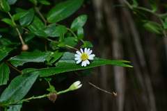 Aster taoyuenensis