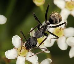 Camponotus cinctellus