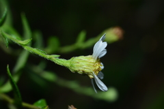 Aster taoyuenensis
