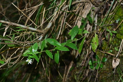 Aster taoyuenensis