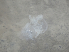 Acromitus flagellatus