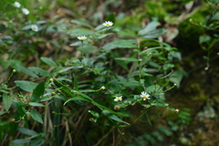 Aster taoyuenensis
