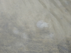 Acromitus flagellatus
