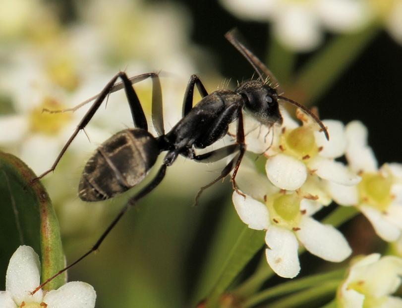 Shiny sugar ant