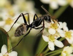 Camponotus cinctellus