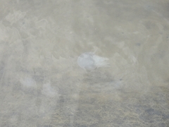 Acromitus flagellatus