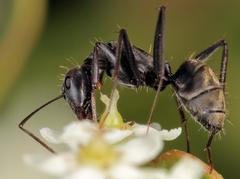 Camponotus cinctellus