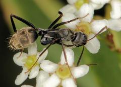 Camponotus cinctellus
