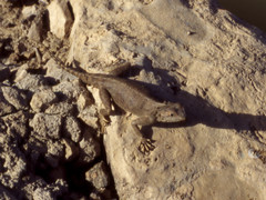 Agama bibronii