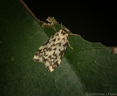 Goniosema anguliscripta