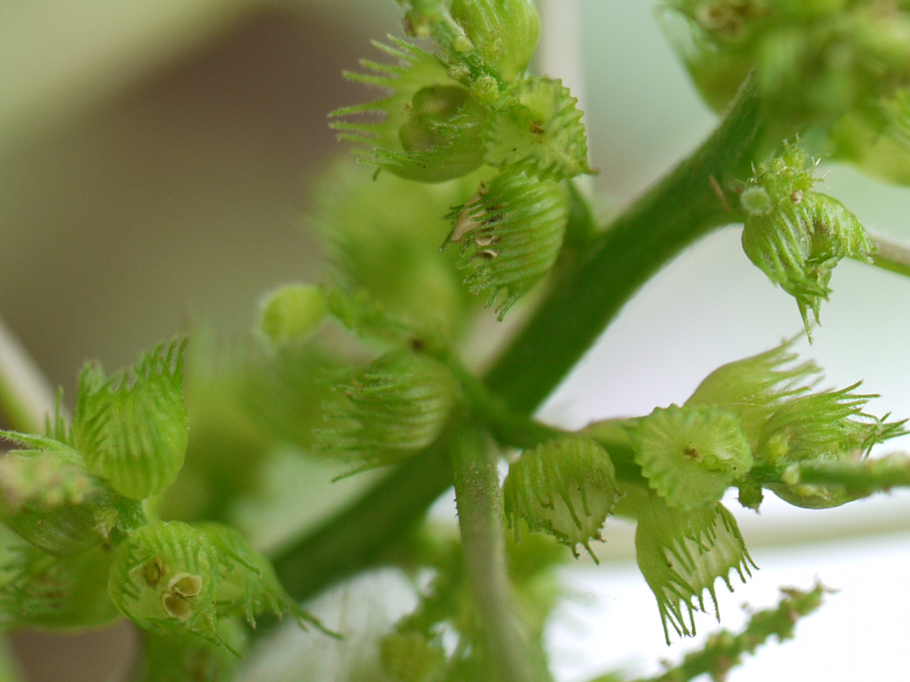 Acalypha ciliata (Acalypha ciliata)