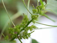 Acalypha ciliata
