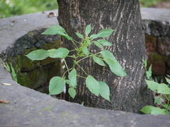 Acalypha ciliata