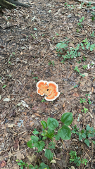 Laetiporus cincinnatus