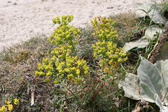 Euphorbia seguieriana