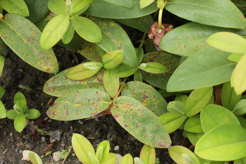 Melampsora androsaemi