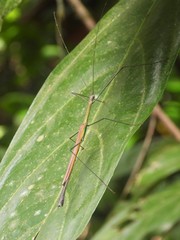 Paramarmessoidea