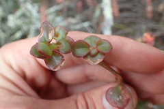 Crassula spathulata