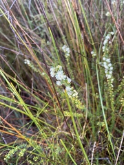 Acacia hastulata