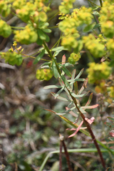 Euphorbia seguieriana