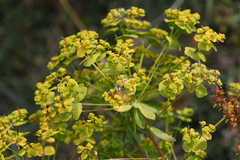 Euphorbia seguieriana