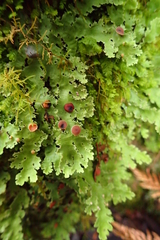 Pseudocyphellaria glabra