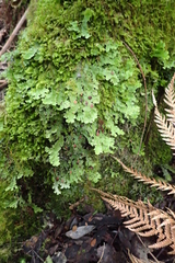 Pseudocyphellaria glabra