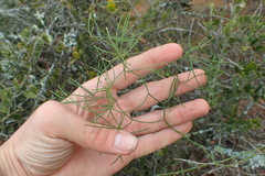 Asparagus subulatus
