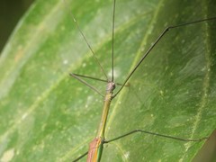 Paramarmessoidea