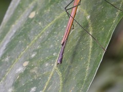 Paramarmessoidea