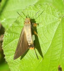 Coeliades forestan forestan