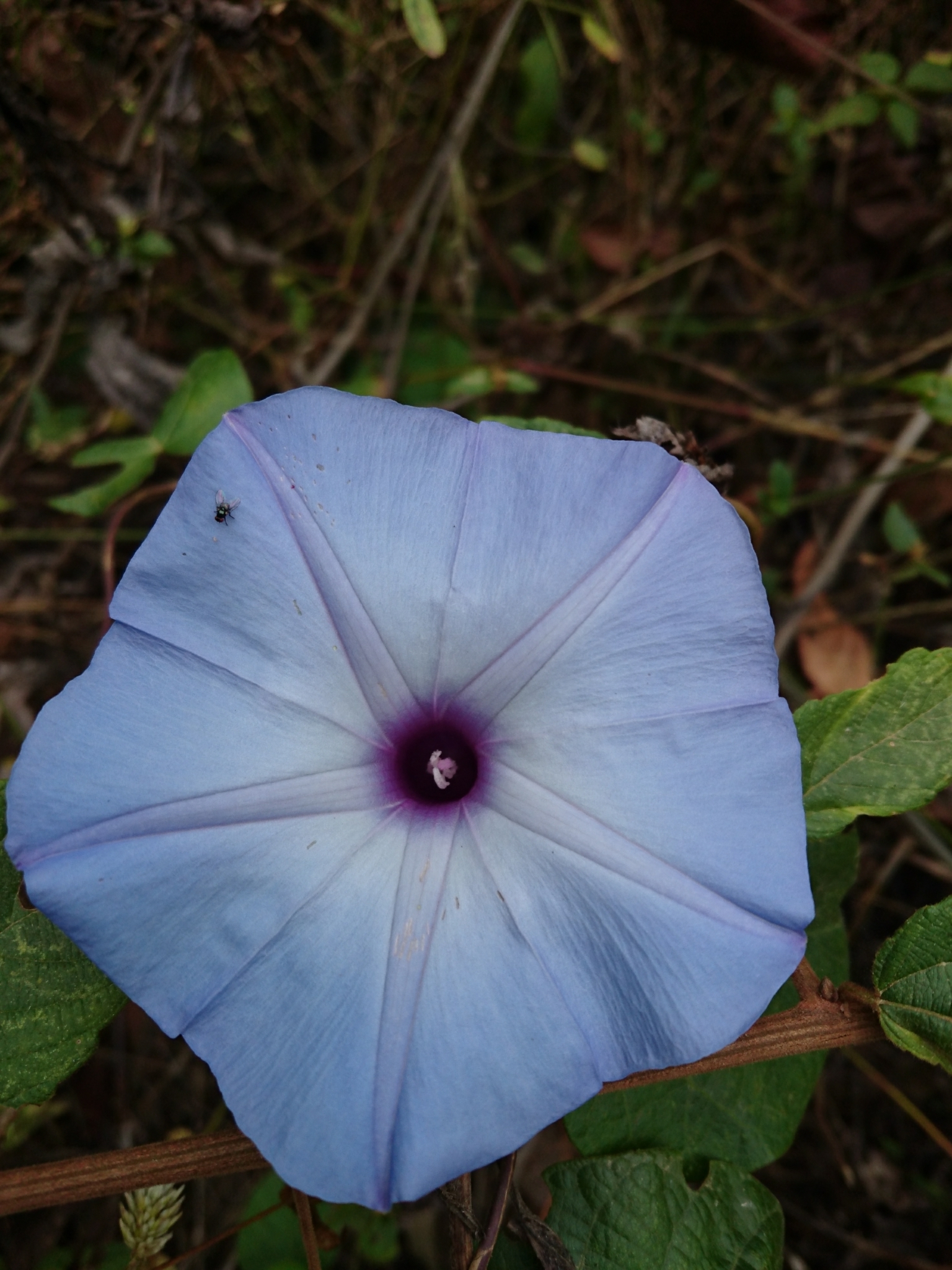 Ipomoea image