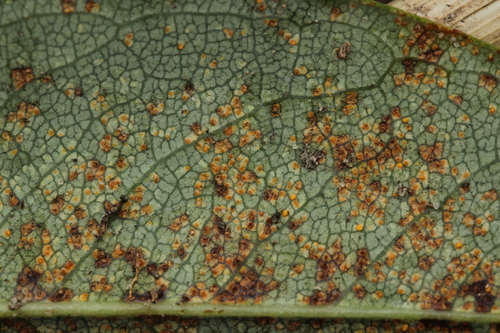 Melampsora androsaemi