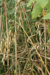 Puccinia graminis