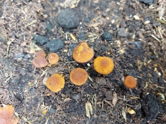 Fungi