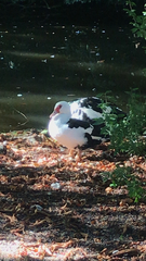 Cairina moschata domestica