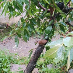 Trochalopteron lineatum