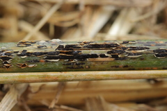 Puccinia graminis