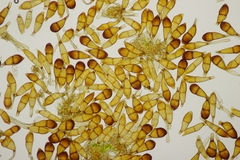Puccinia graminis
