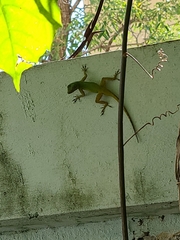 Anolis