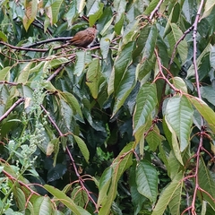 Trochalopteron lineatum