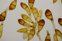 Puccinia graminis