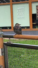 Sturnus vulgaris