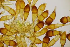 Puccinia graminis