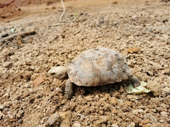 Indotestudo elongata