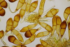 Puccinia graminis